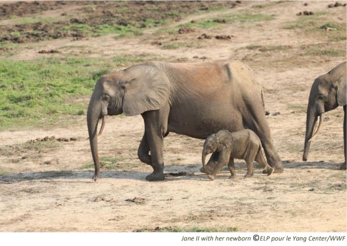 African Forest Elephants