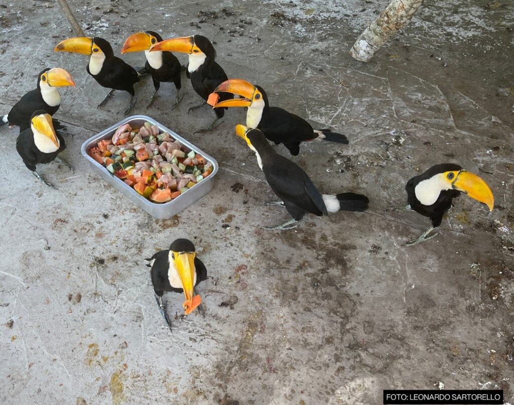 Toco Toucans arrive at the rewilding centre in 2024