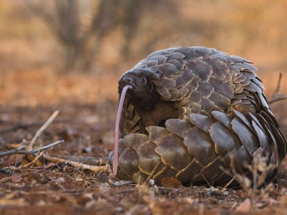 Pangolin Conservation