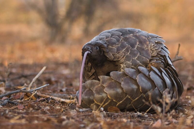 Pangolin Conservation