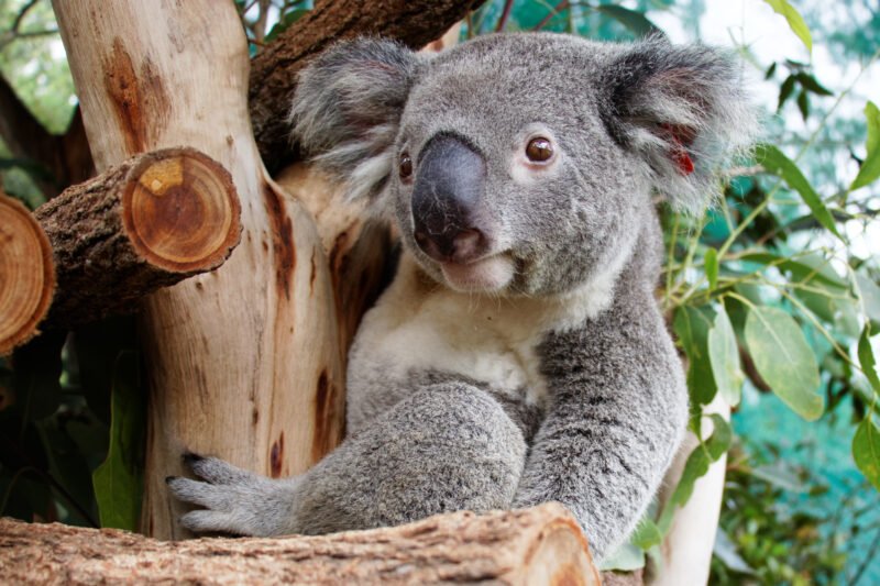 Friends of the Koala