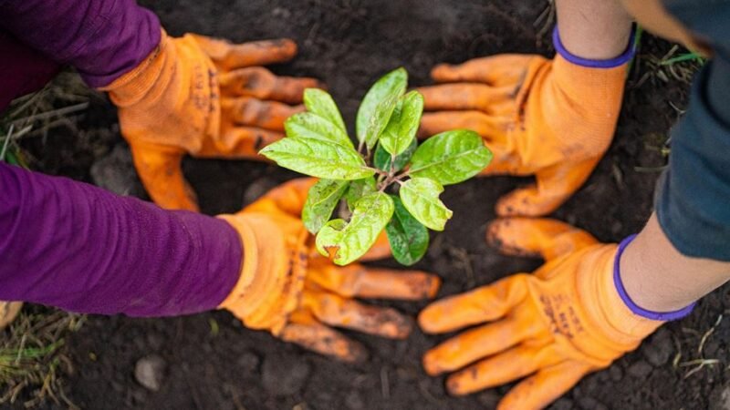 Plant a Red Panda Home