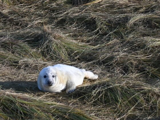 Pupping Season at Winterton