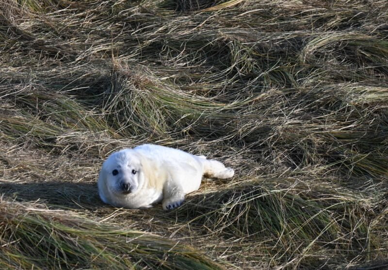 Pupping Season at Winterton