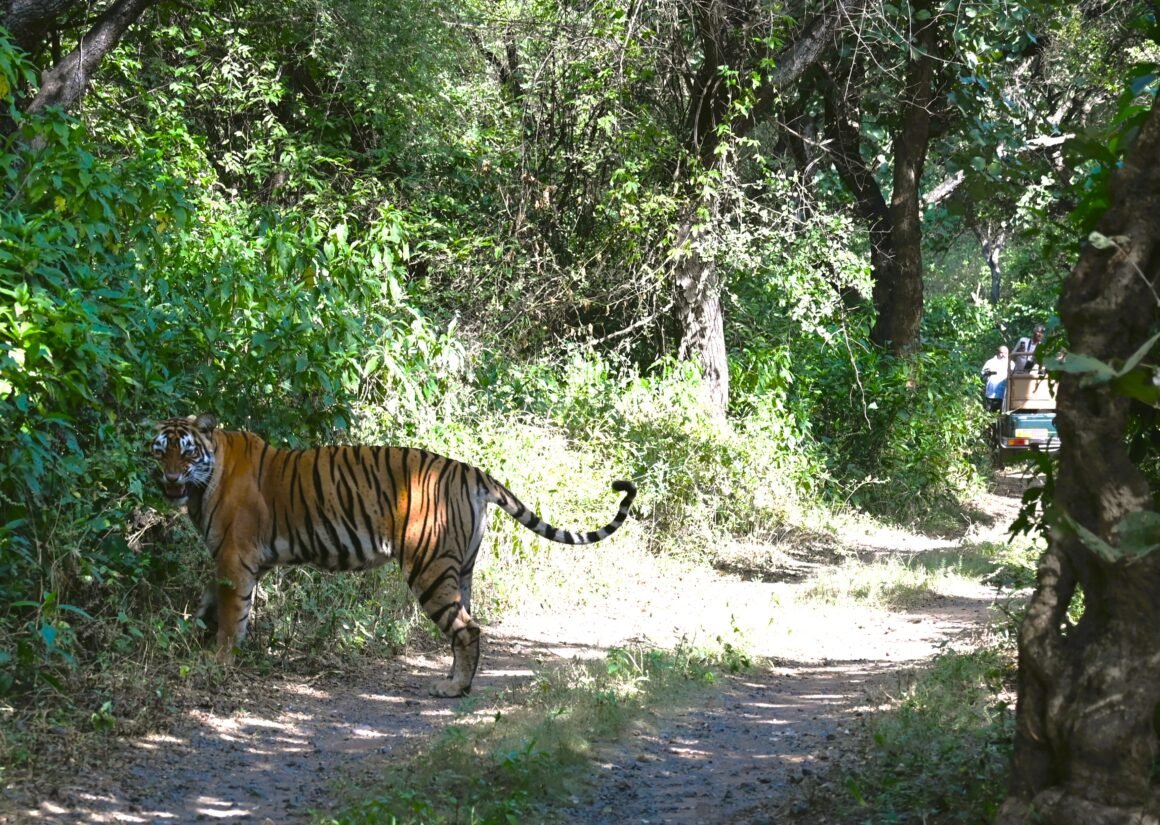 Sariska Tiger Reserve