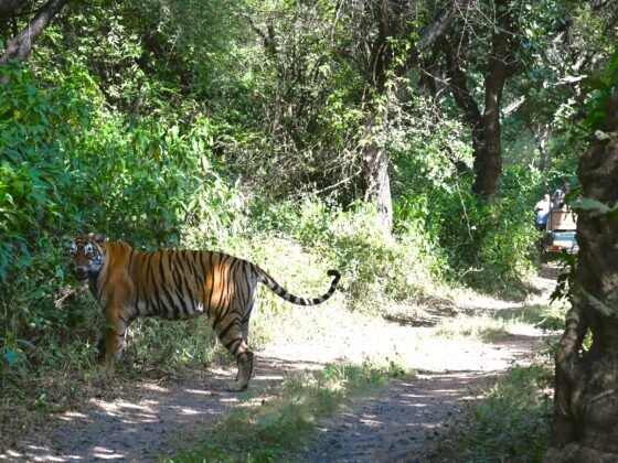 Sariska Tiger Reserve
