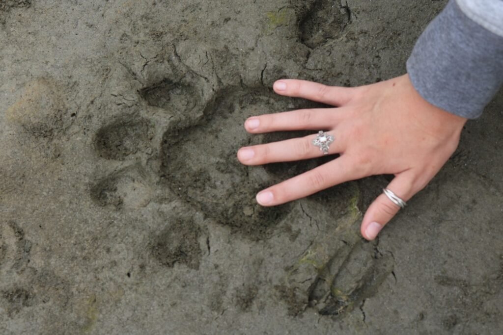 Tiger print in Bardia