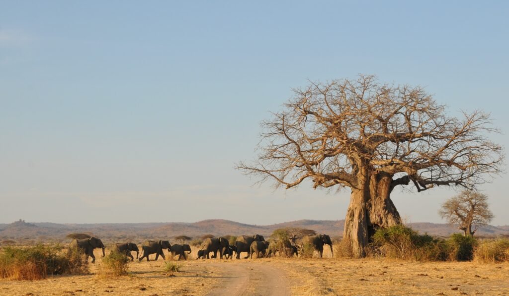 Ruaha