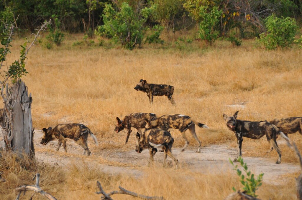 Mana Pools wild dogs