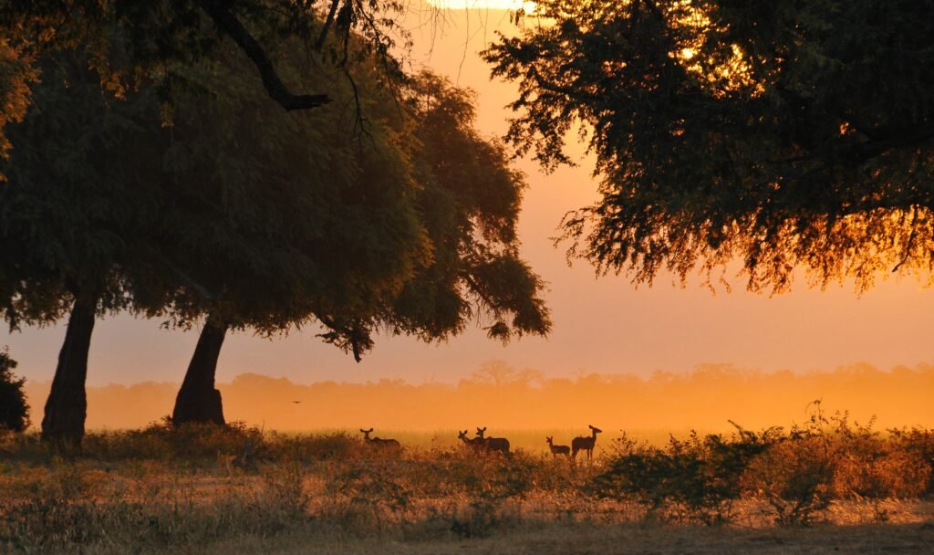 Mana Pools
