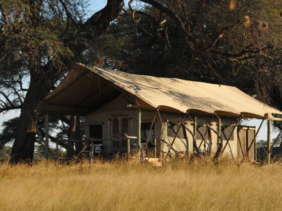 A Practical Guide to Going on Safari