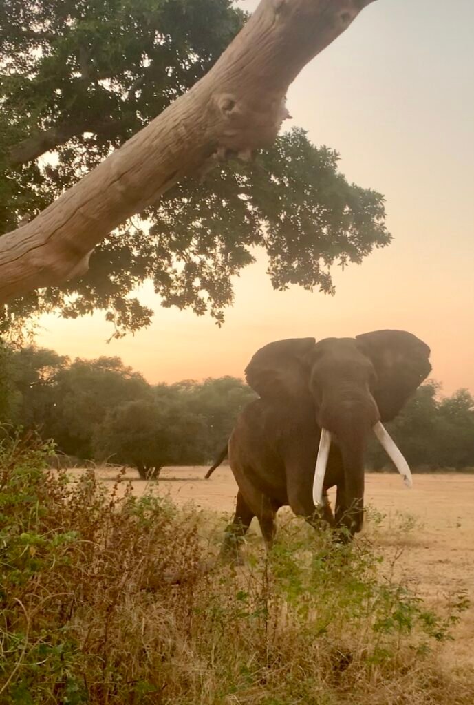 Boswell - a famous bull elephant of Mana Pools