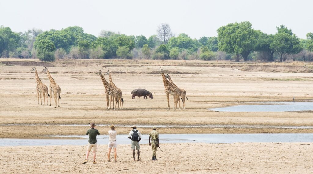 Walking at Kaingo Camp, South Luangwa