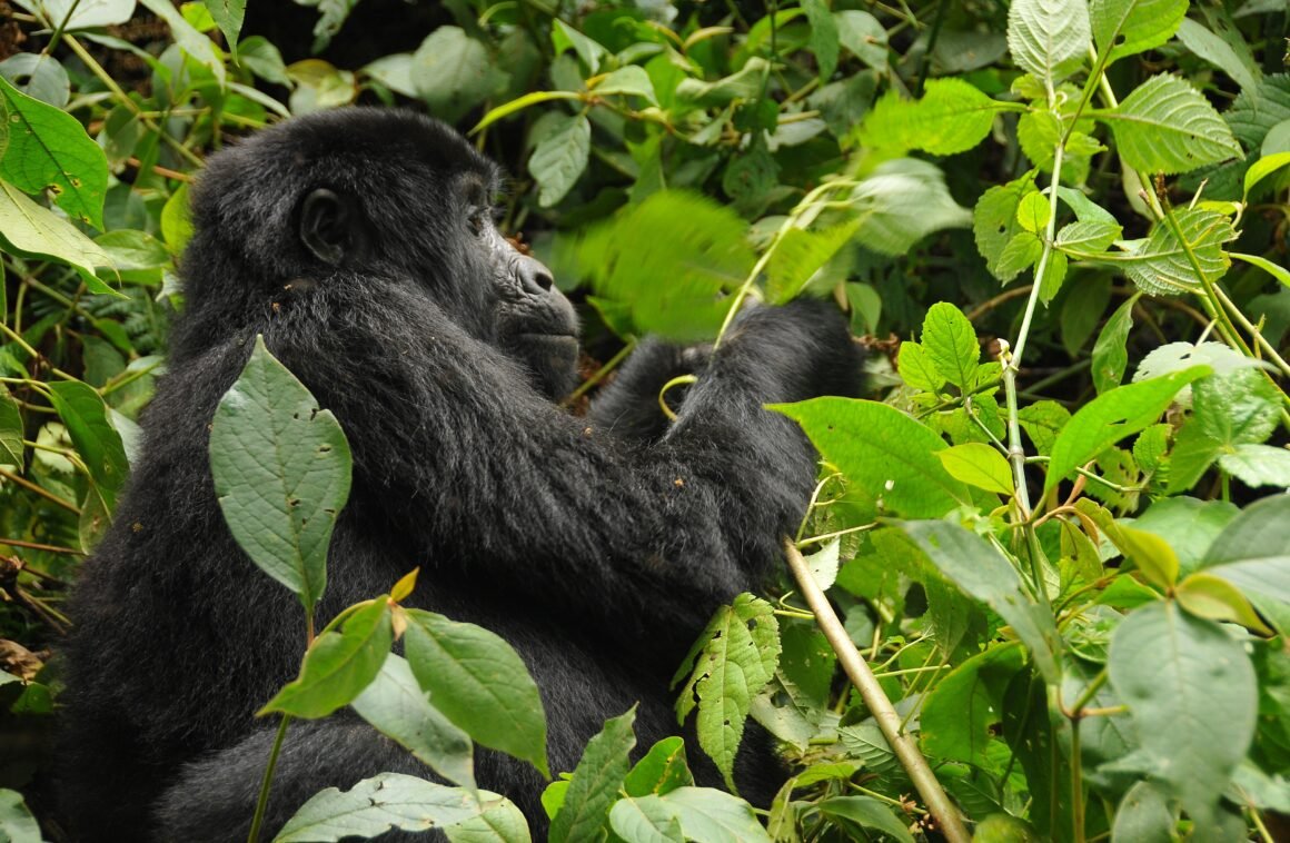 gorilla trekking uganda