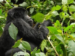 gorilla trekking uganda