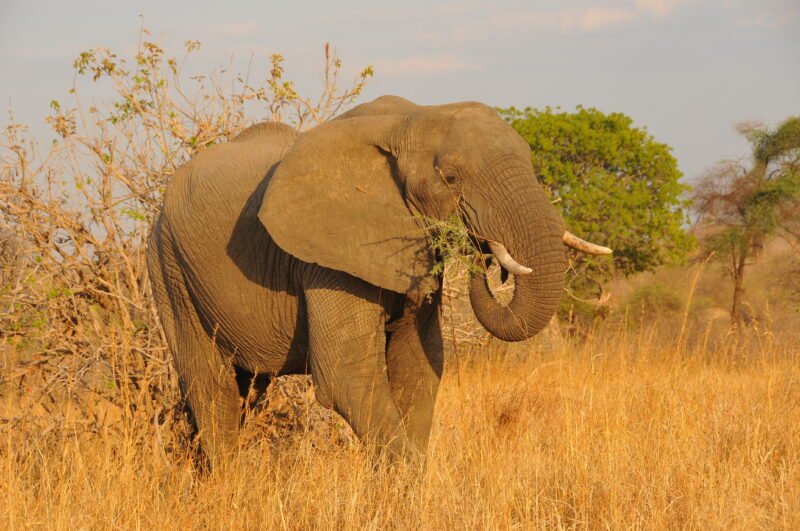 why elephants matter