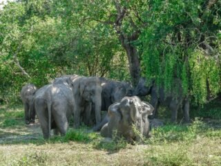 asian elephants