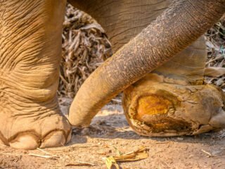 ban on elephant riding