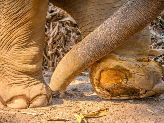 ban on elephant riding