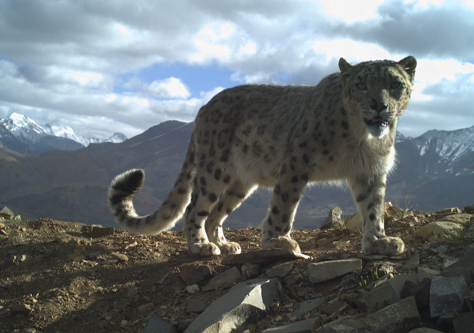 snow leopard