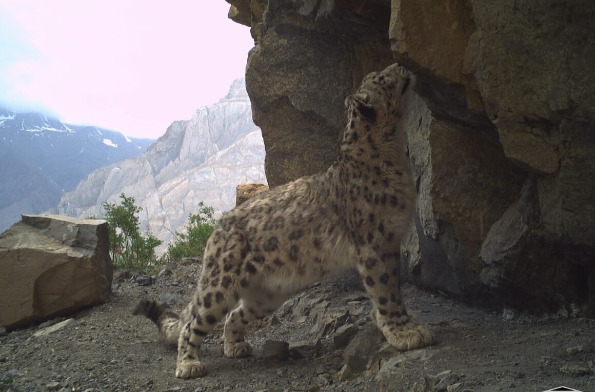 snow leopard