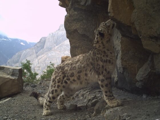 snow leopard
