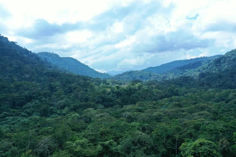 bwindi uganda