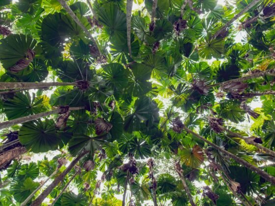 Daintree region Australia