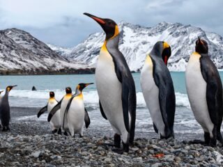 Emperor penguin