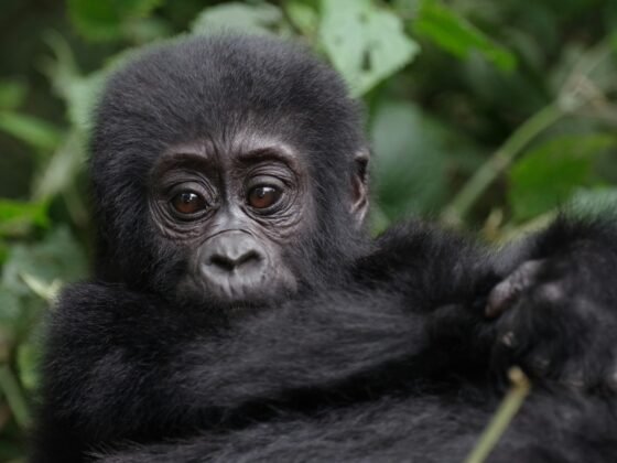 mountain gorilla