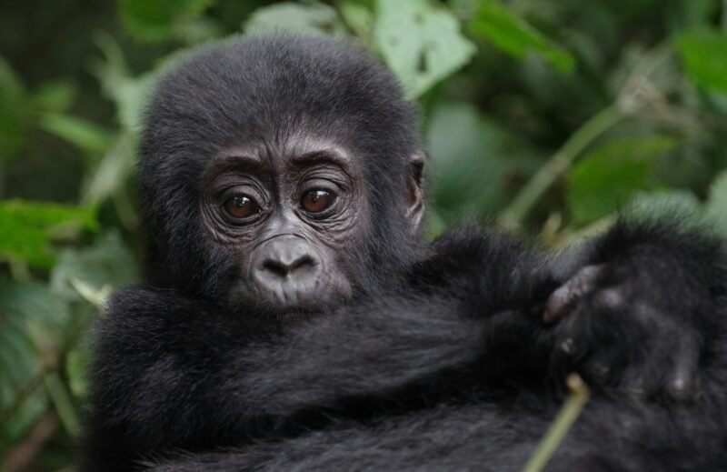 mountain gorilla