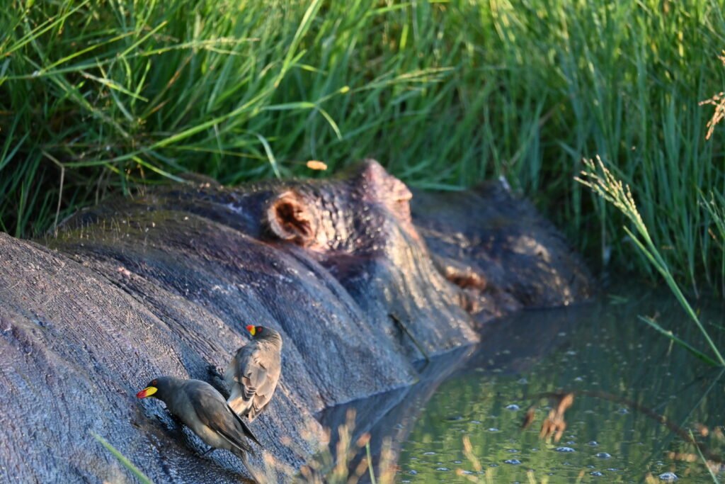 Oscar the hippo at Okuti