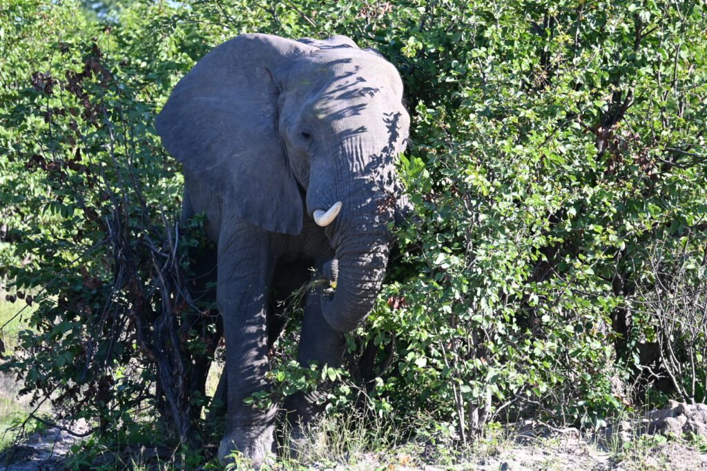 elepahnt Moremi game reserve