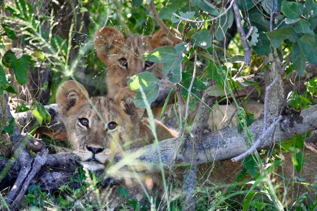 Lion cubs Moremi Game Reserve