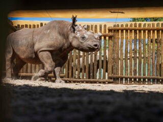 black rhino matusadona
