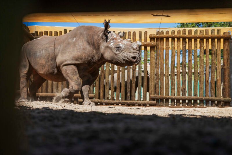 black rhino matusadona