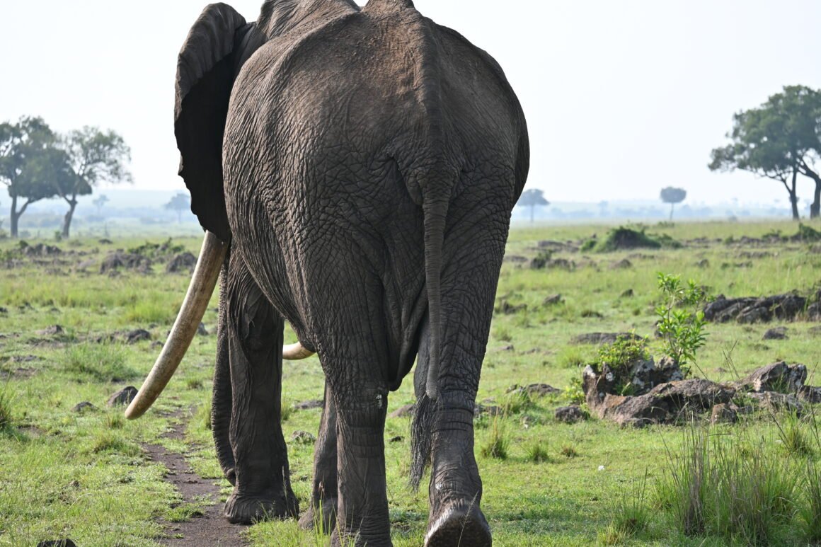 Fred in the Masai Mara