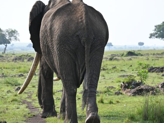 Fred in the Masai Mara
