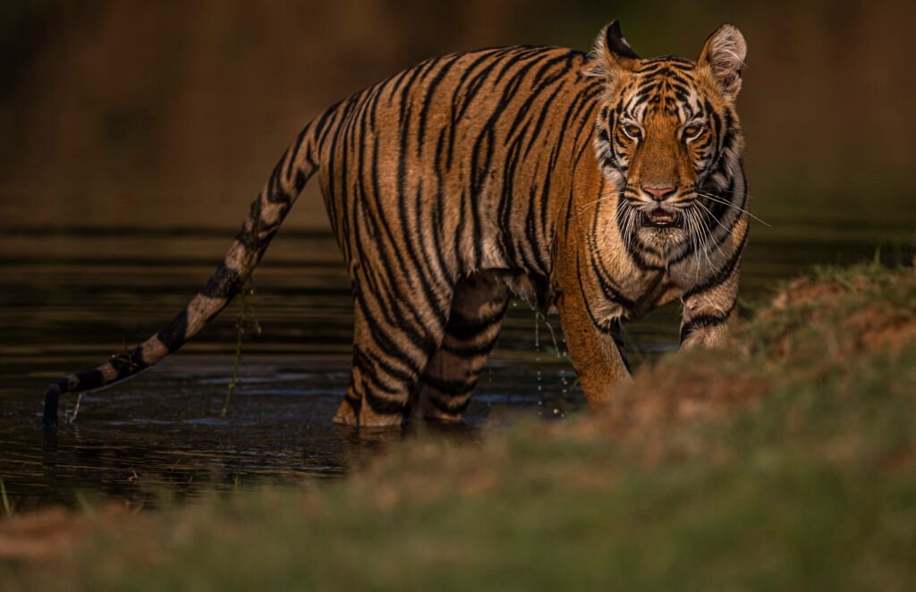 International Tiger Day