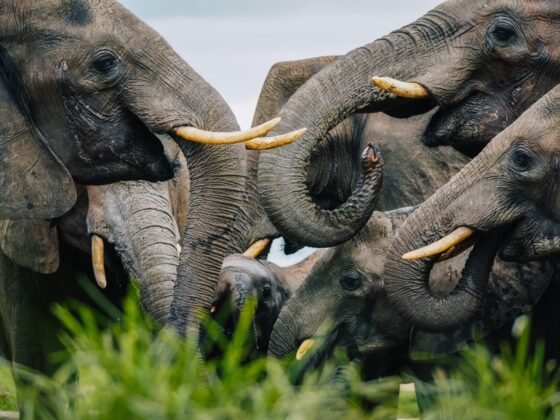 world elephant day