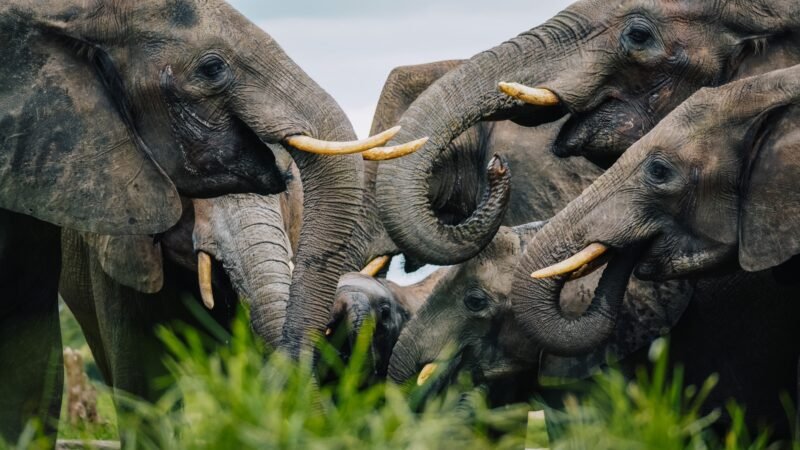 world elephant day