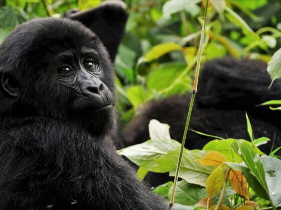 Uganda