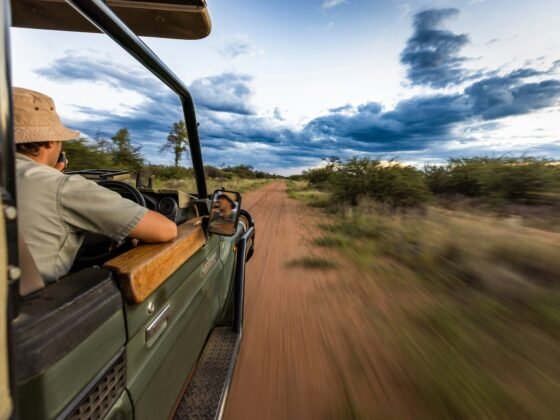 safari
