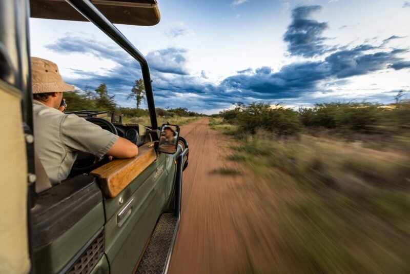 safari