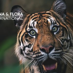 Sumatran Tiger Programme