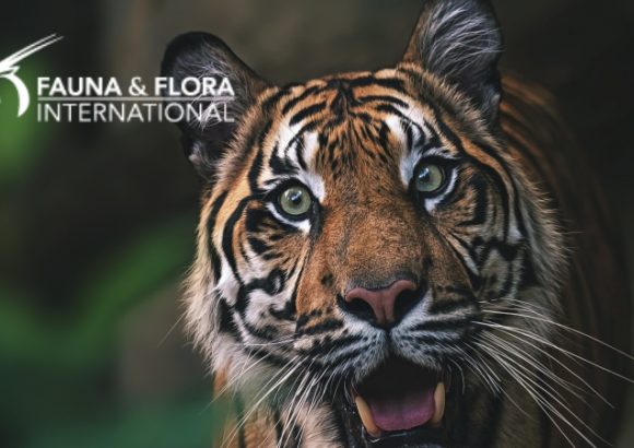 Sumatran Tiger Programme