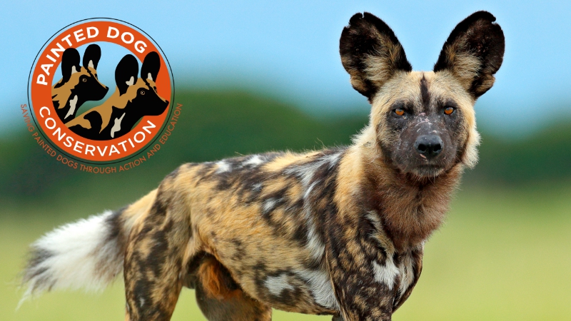 Painted Dog Conservation