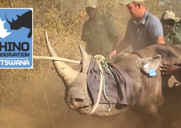 Rhino Conservation Botswana