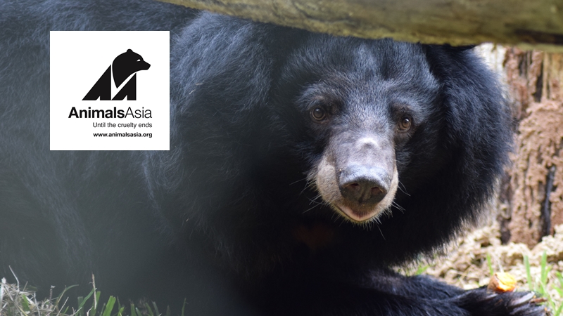 Animals Asia – Explorers Against Extinction