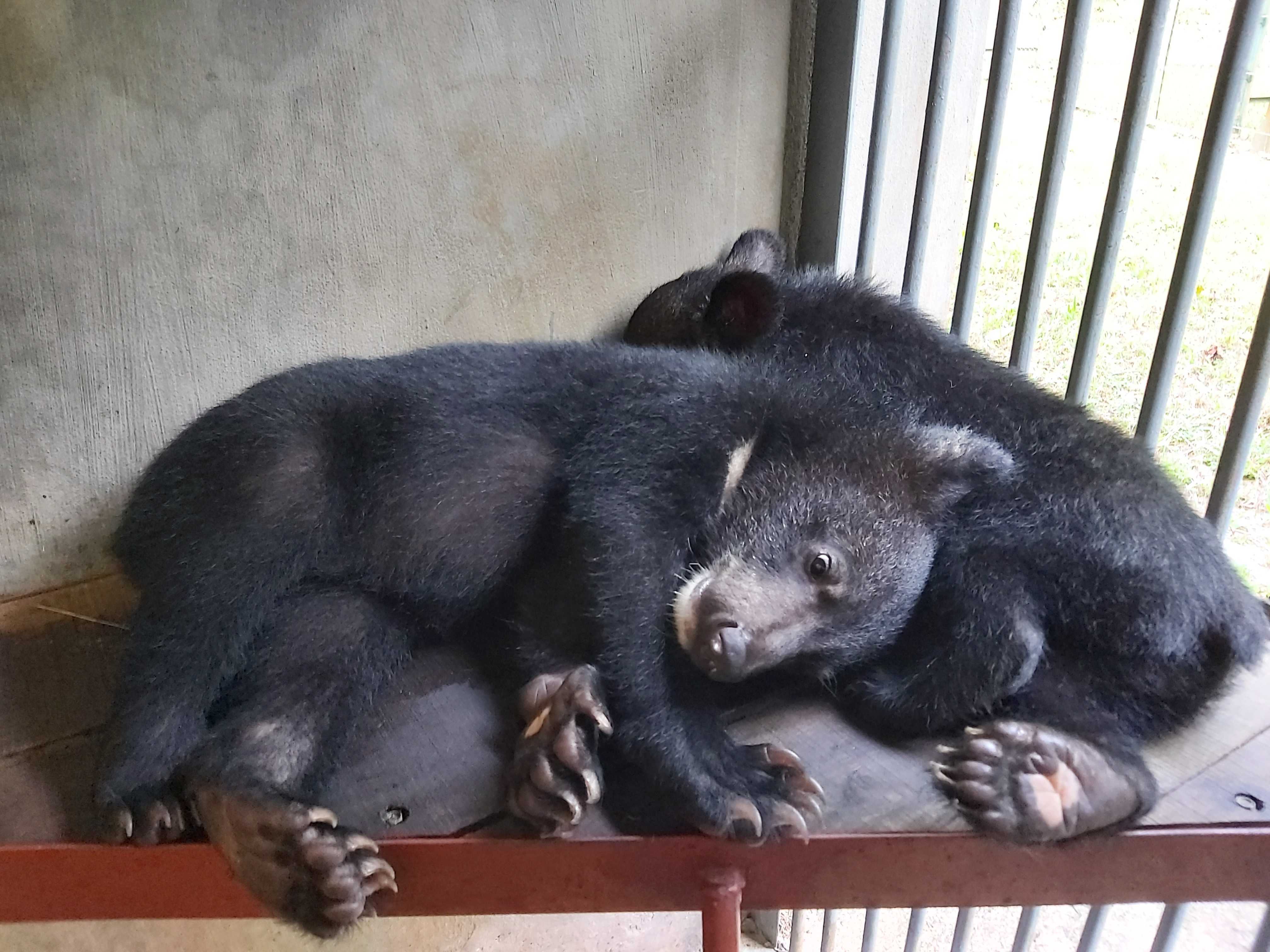 Double Trouble – bear cubs rescued in Vietnam